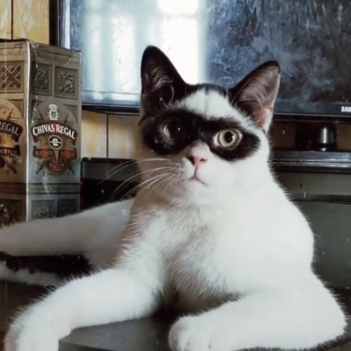 Kitty 1